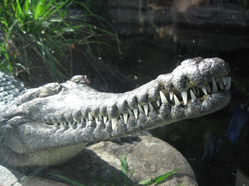 Оринокский крокодил (Crocodylus intermedius) 