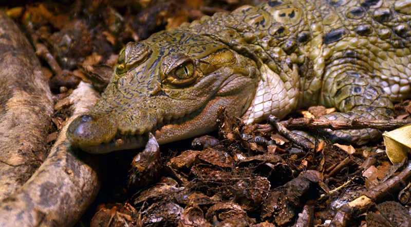 Филиппинский крокодил (Crocodylus mindorensis)