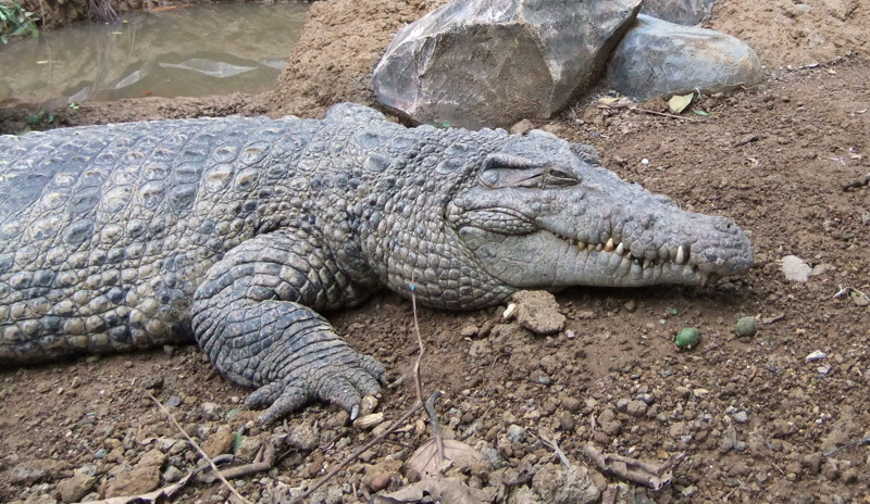 Крокодилы. Интересные факты 2