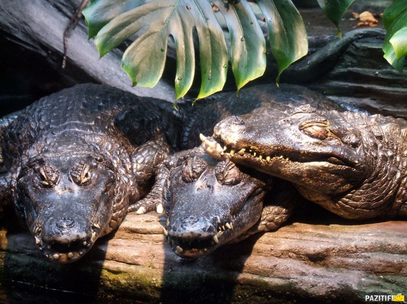 Крокодилы. Интересные факты 3