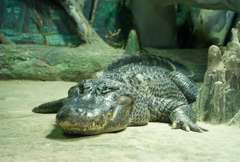 Миссисипский, или американский аллигатор (Alligator mississippiensis)