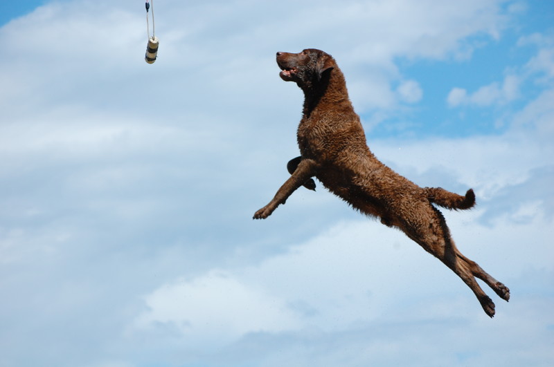 Собаки которые умеют летать 