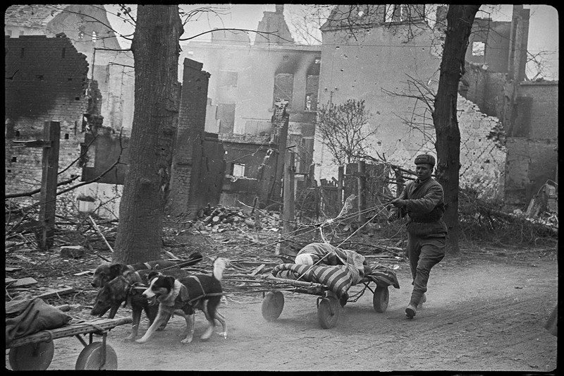 Вывоз раненых на собаках с поля боя. Германия, р-н Зееловских высот. Апрель, 1945 год