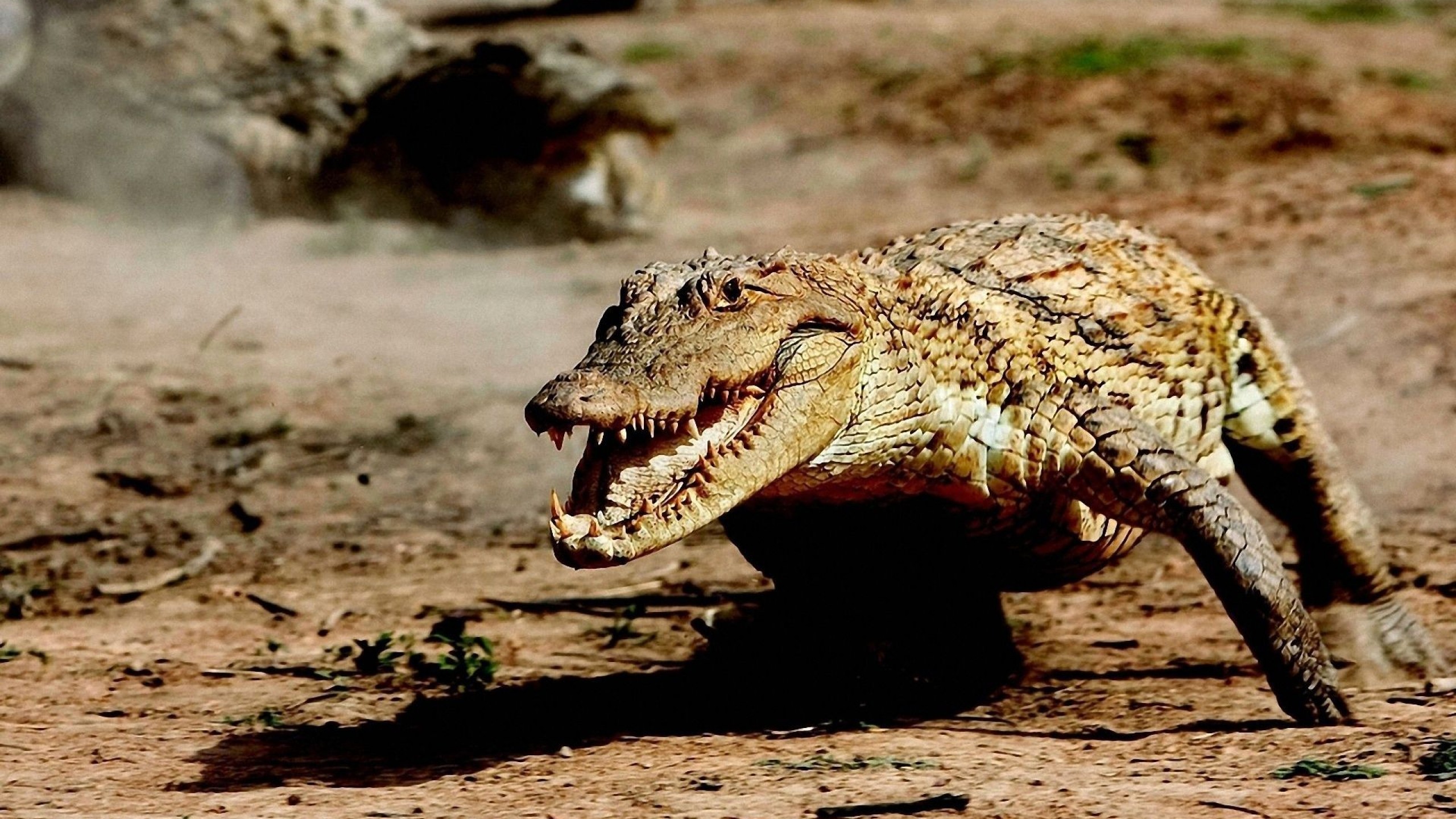 Убегать от крокодила