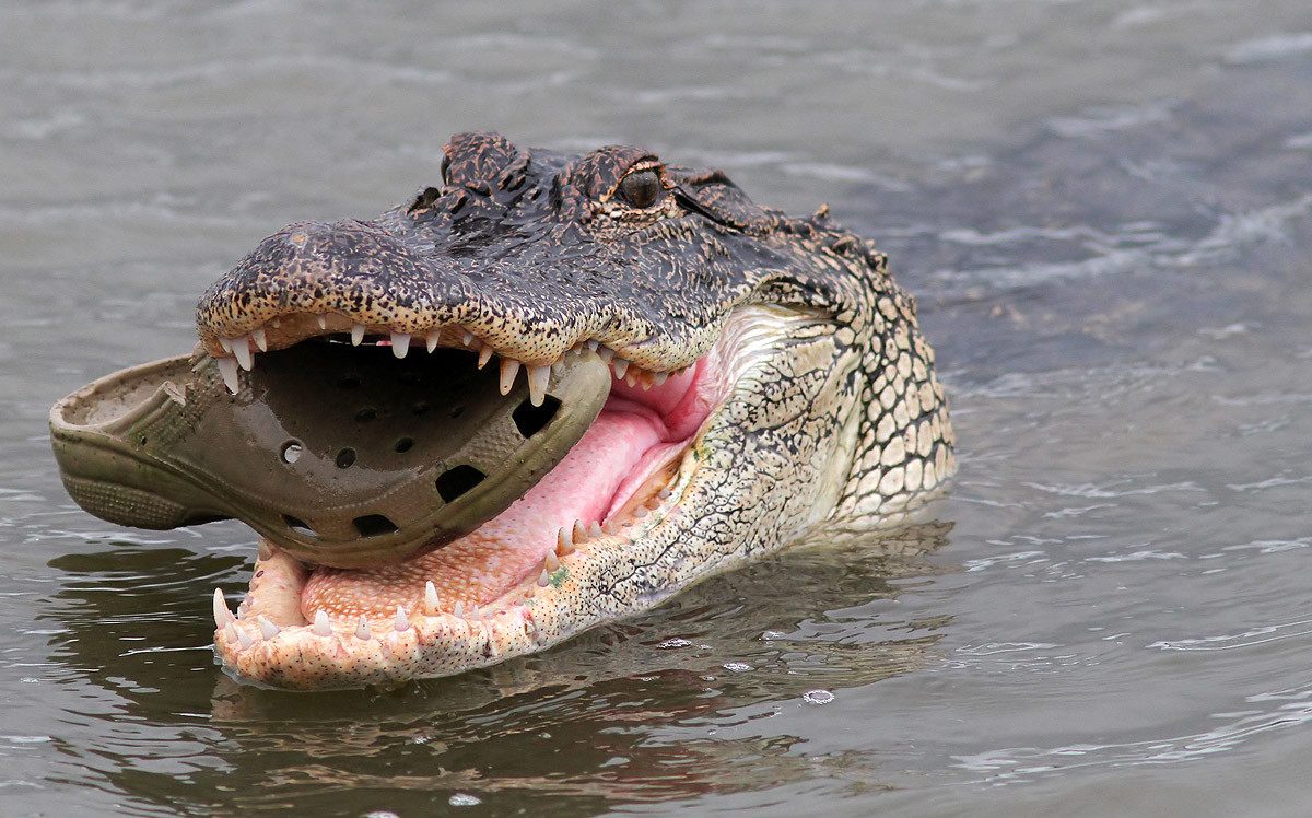 Крокодил улыбается