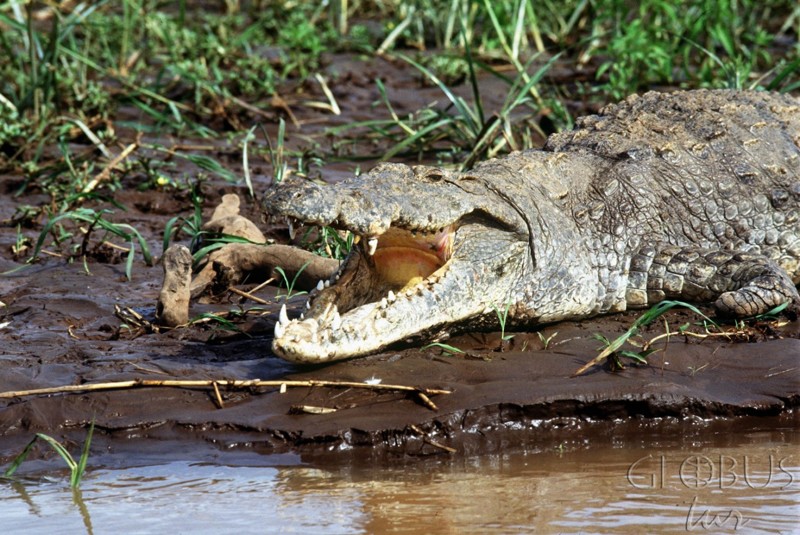 Факты о крокодилах про которые вы не знали (в продолжение темы)