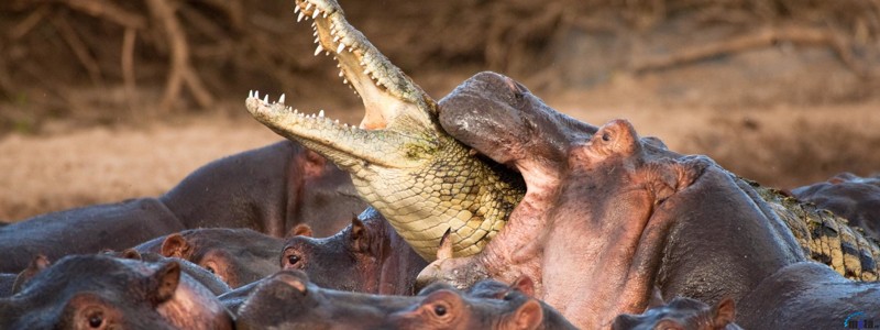 Факты о крокодилах про которые вы не знали (в продолжение темы)