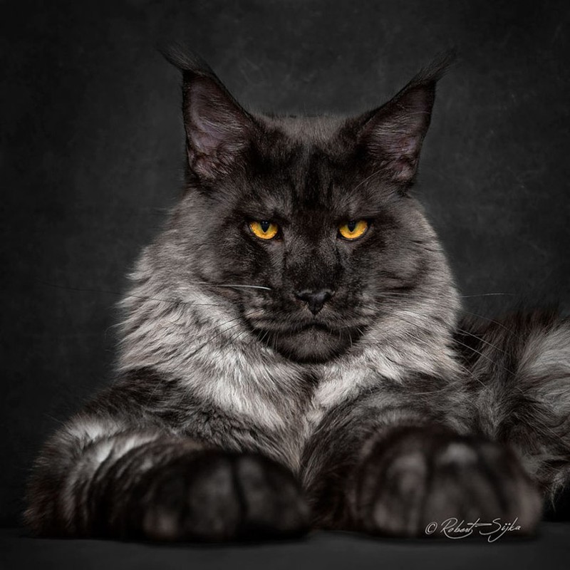 Фотограф Роберт Сижка (Robert Sijka) запечатлел ряд портретов самых впечатляющих котов — мейн-кунов
