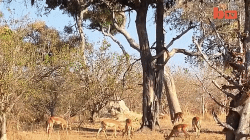 В мире диких животных