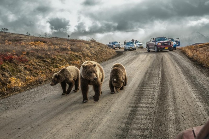 Медведица гризли с медвежатами стали причиной затора. Аляска, США