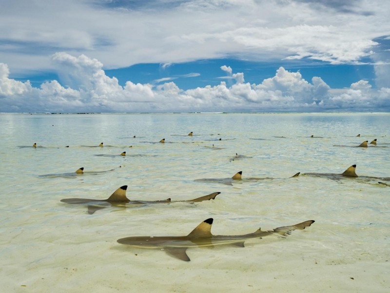 Акулы ждут прилива в лагуне атолла Альдабра, Сейшельские острова
