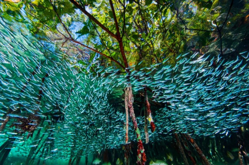 Стая рыб в коралловых рифах у берегов Кубы