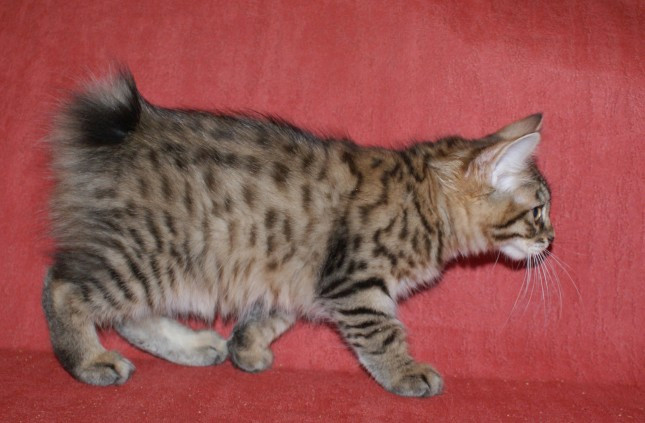 Порода кошки котопес фото thumbnail
