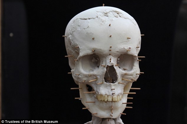 Ученые отослали череп для сканирования в Центр анализа и обработки изображений Музея естественной истории в Лондоне. Это промежуточная стадия реконструкции черепа (форма черепа и зубы)