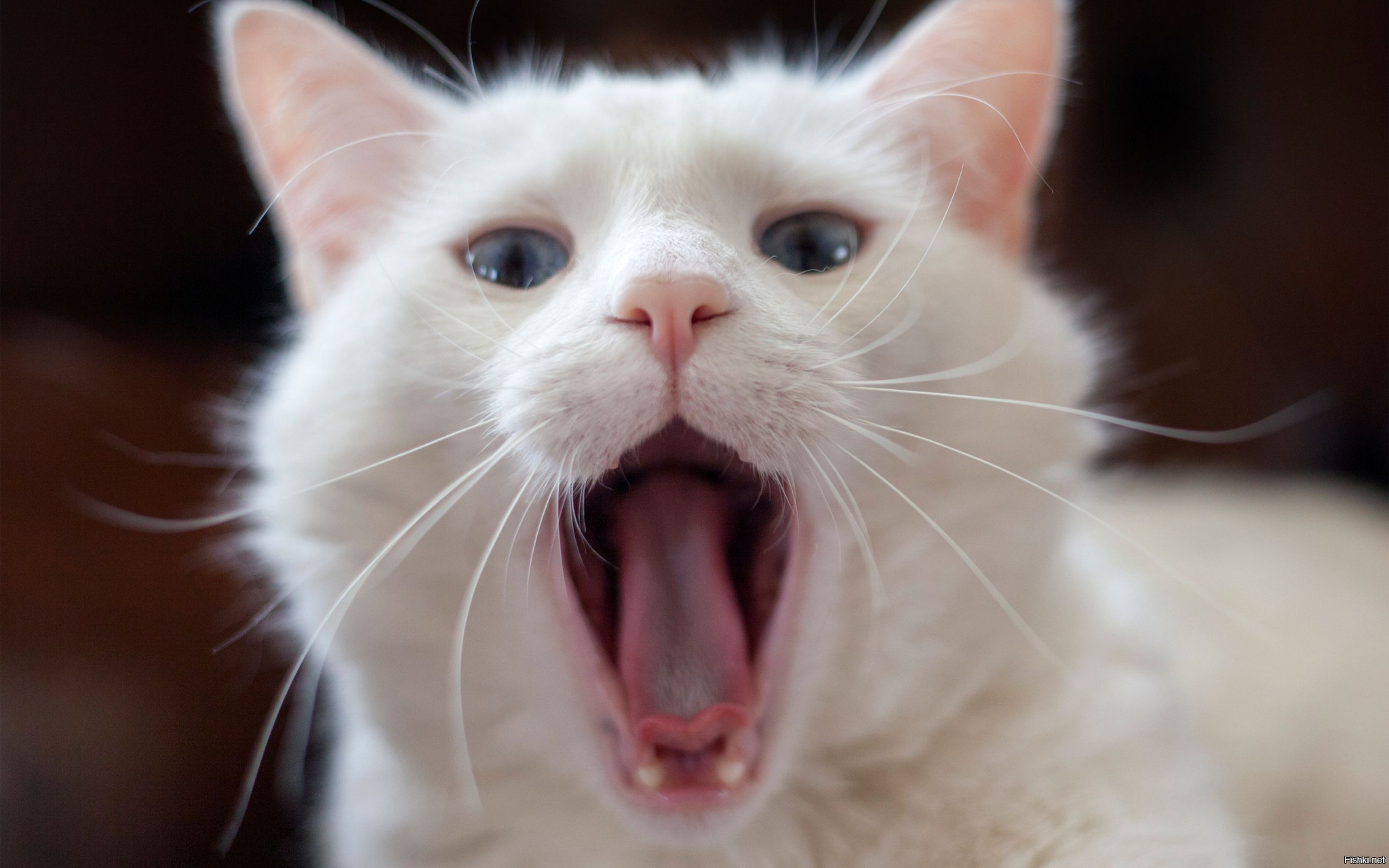 Мяуканье котят