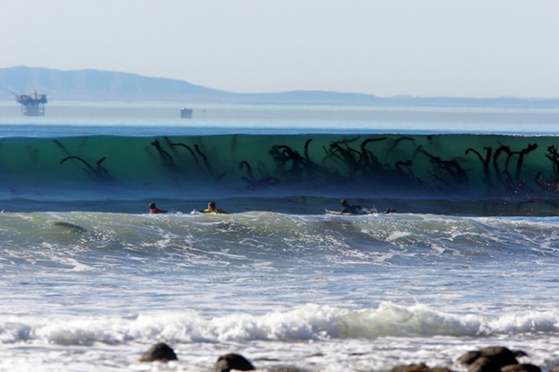 Это не морские чудовища, а всего лишь гигантские водоросли в набегающей волне. Но от этого не легче