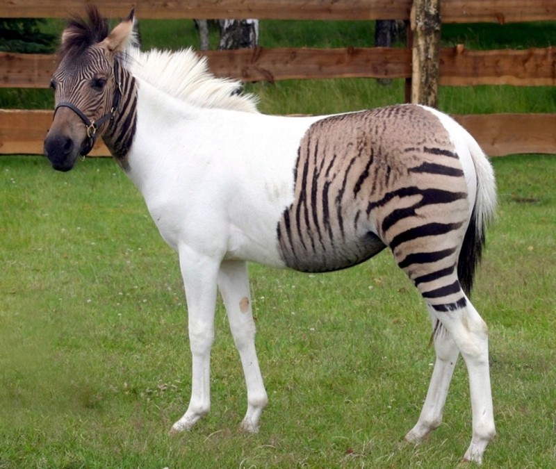 Одна из разновидностей зеброидов — помесь зебры и пони