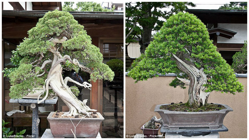 Музей деревьев бонсай в Токио 