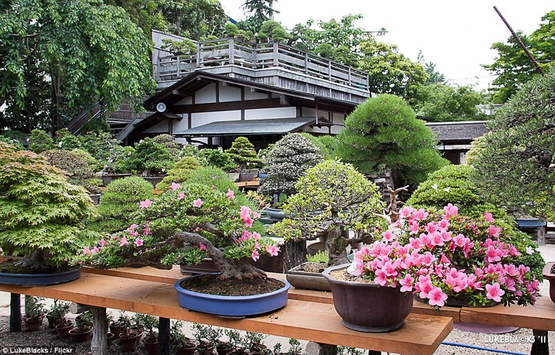 Кобаяси уже 30 лет взращивает деревья в миниатюре, а благодаря его усердию и заботе в музее Токио живет и процветает 1000-летний можжевельник 