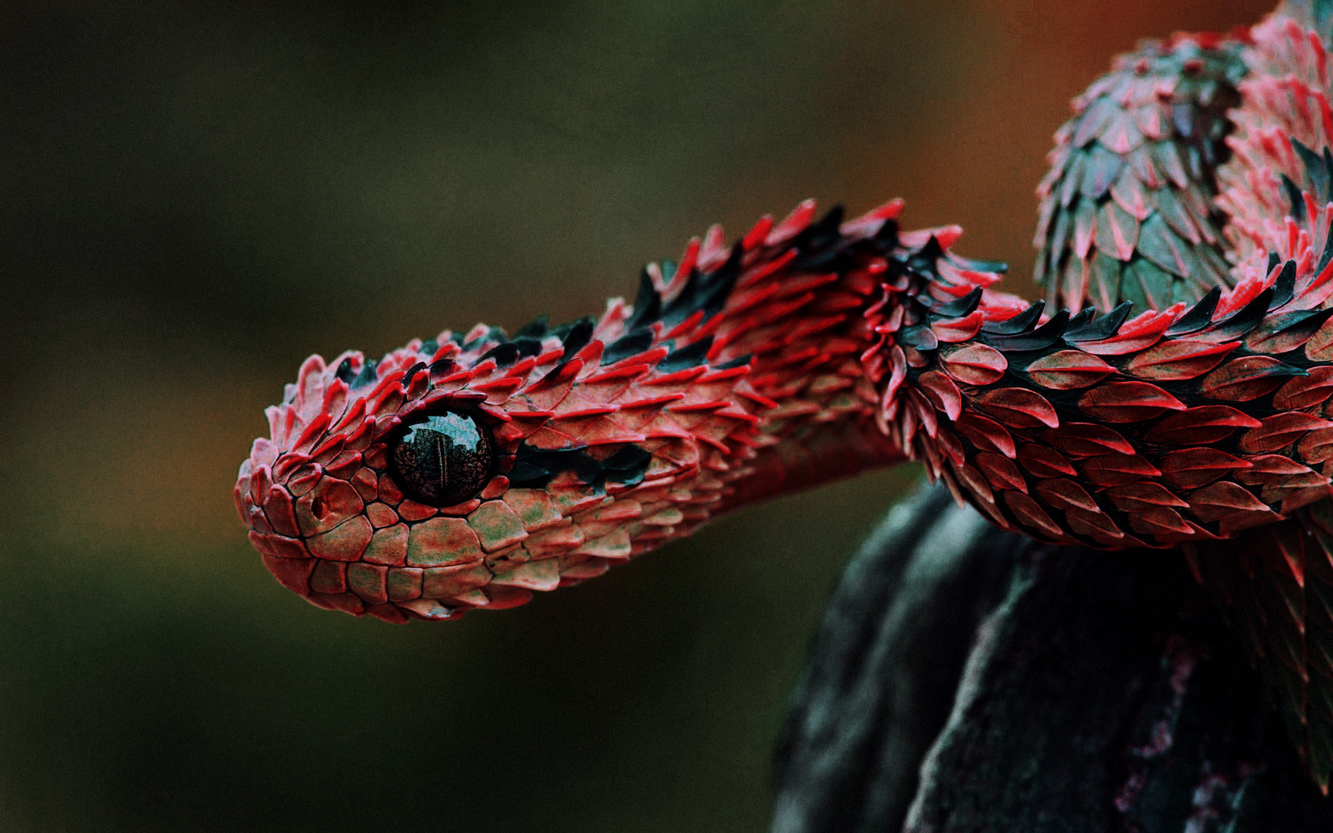 Змея с красной чешуей