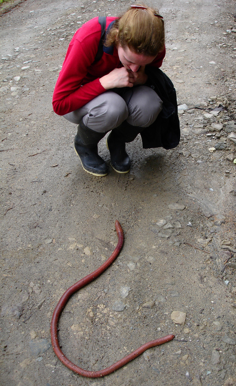 Австралийский гигантский дождевой червь. Некоторые из них могут вырастать длиной до 3 метров
