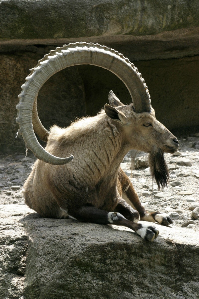 Прообраз зодиакального козерога — Сибирский горный козёл