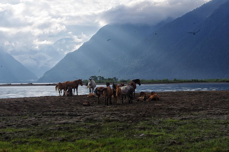 Алтайские лошади