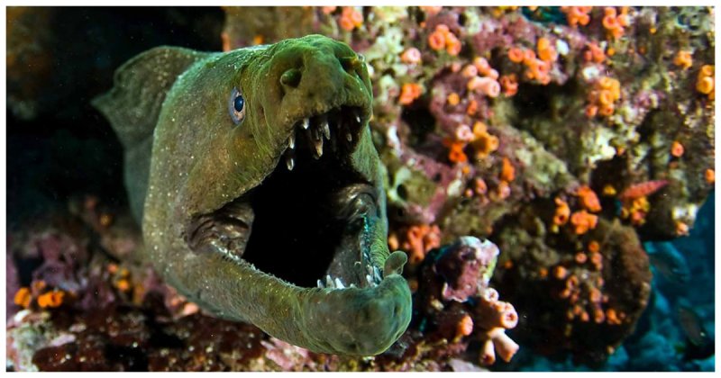 Жестокий подводный мир: дайвер снял остросюжетную схватку мурены с осьминогом