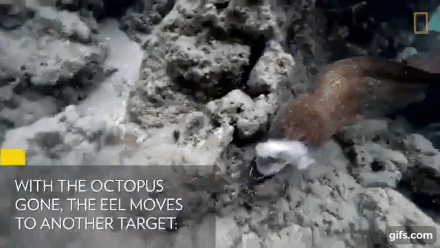 Жестокий подводный мир: дайвер снял остросюжетную схватку мурены с осьминогом