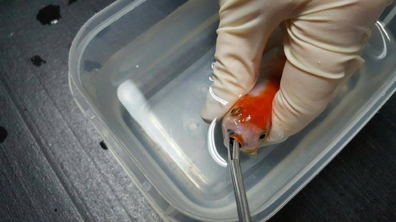 Женщина заплатила $500, чтобы спасти свою золотую рыбку от удушья