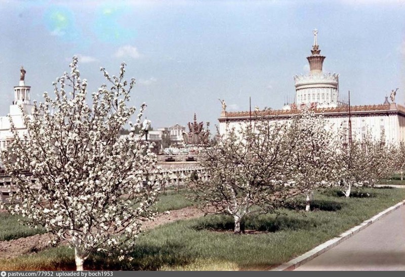 Цветущие яблони возле фонтана "Каменный цветок". 