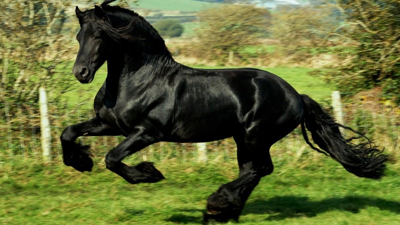 Лошади тоже довольно часто убивают своих хозяев, особенно если те проявляют агрессию по отношению к животному.