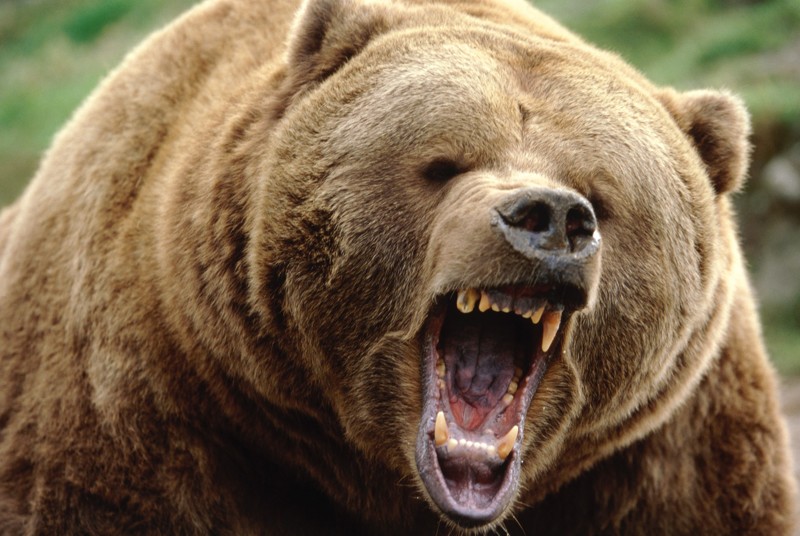 Медведь. длеко не домашнее животное, но тем не менее некоторые "индивиды" держат медведей у себя во дворе. 