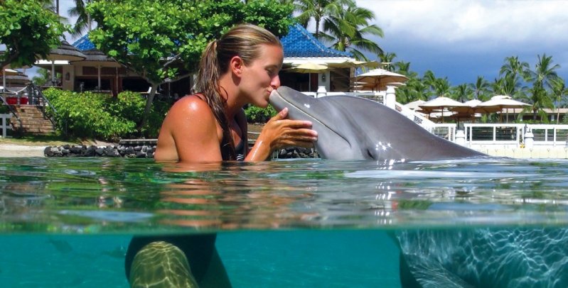 Поцелуй с дельфином 