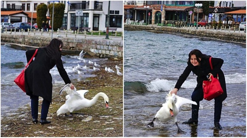 Ради фотографии она вытащила лебедя из озера. Последствия просто ужасны