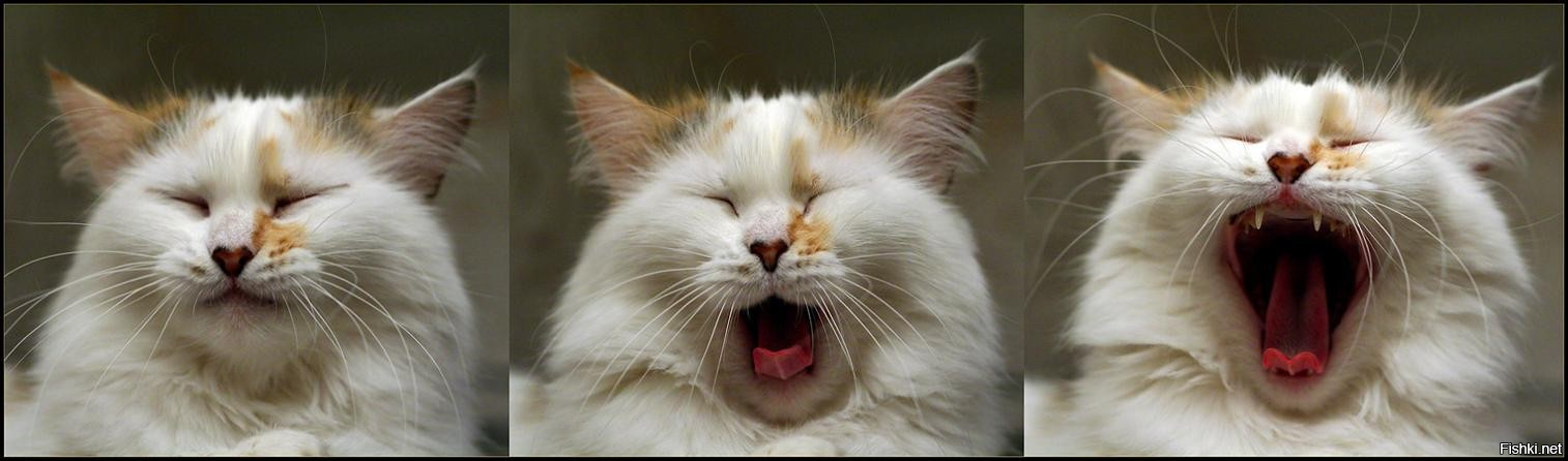 Включи потом посмотрим. Кот зевает. Кот широко зевает. Котик зевает Мем. Кот зевнул Мем.