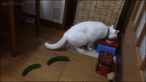 Почему кошки боятся огурцов?