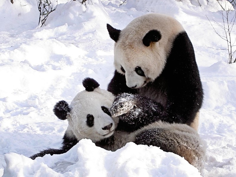Панда против снеговика!