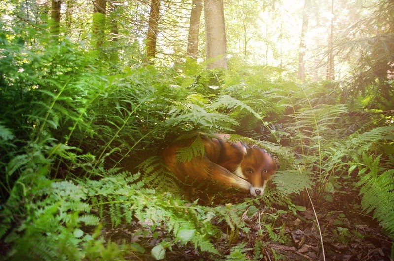 Лисица, свернувшаяся в тенистом лесу  