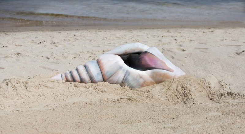 Раковина на пляже