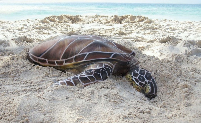 Морская черепаха  
