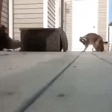 Енот решил отомстить 