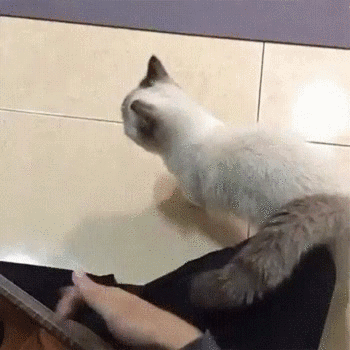 Ценитель музыки