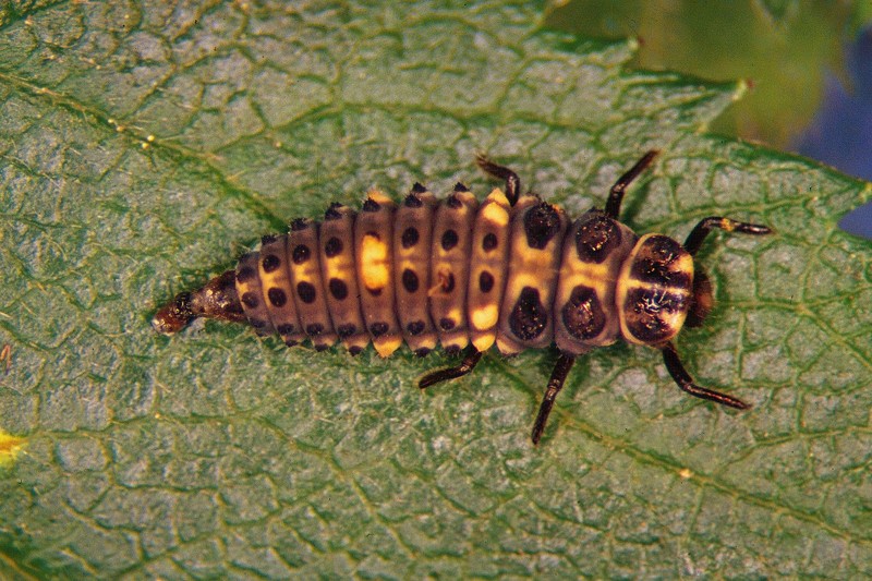 Суперхищники. Coccinellidae