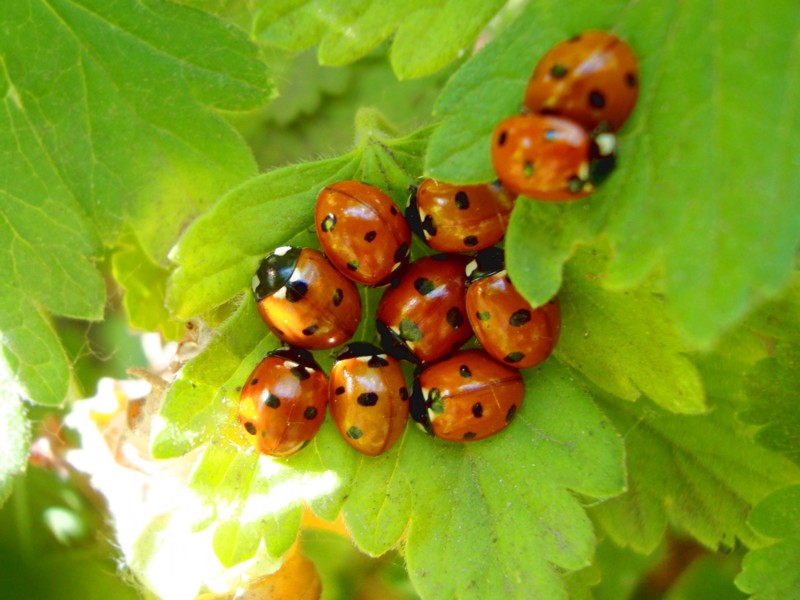 Суперхищники. Coccinellidae