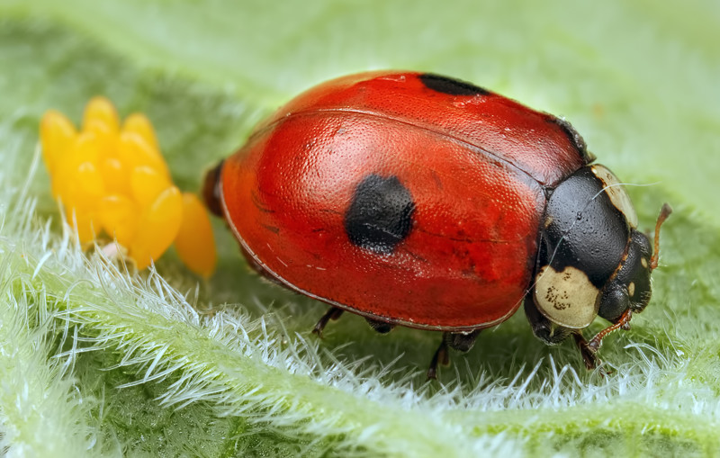 Суперхищники. Coccinellidae