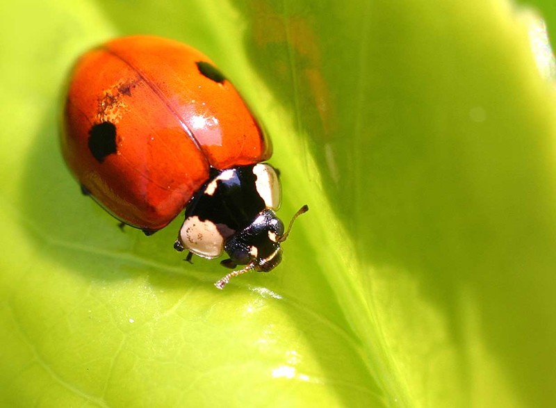 Двухточечная коровка (лат. Adalia bipunctata)