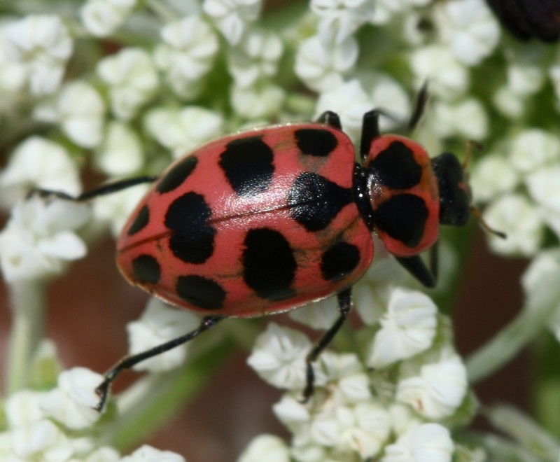 Двенадцатиточечная божья коровка (лат. Coleomegilla maculata) 