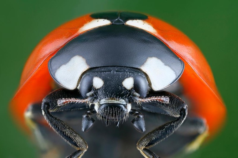 Суперхищники. Coccinellidae