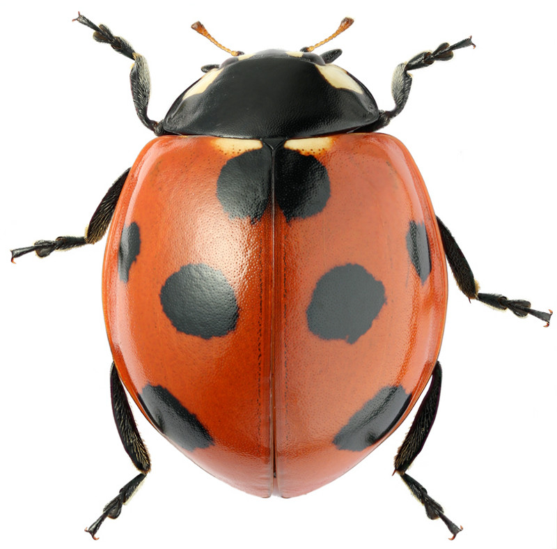 Семиточечная коровка (лат. Coccinella septempunctata)